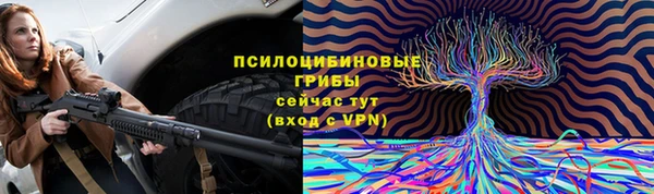 прущие грибы Медногорск